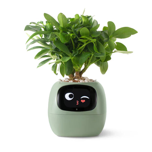 Tu planta más viva y feliz 🌼 Familia Plantopía®